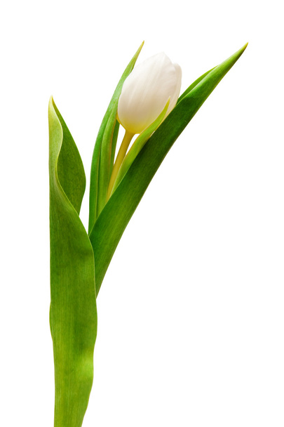 White tulip - Foto, Bild