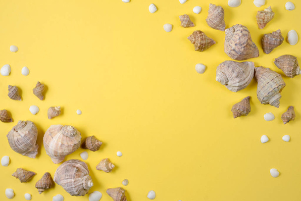 Summer composition.Flat lay, top view of various kinds seashells on yellow background. Copy space in minimal style, template for text. Vacation concept - Фото, зображення