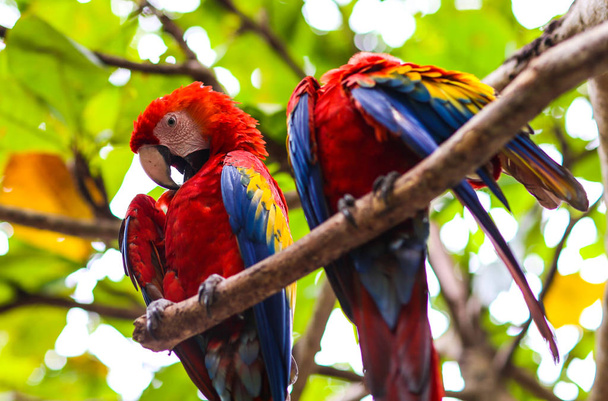 guacamayos primer plano (Ara ararauna), aves exóticas - Foto, Imagen