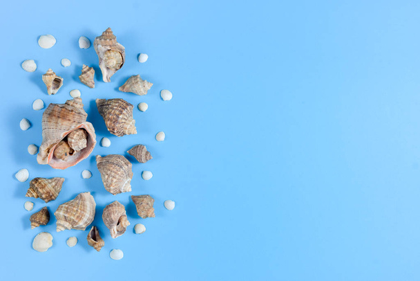 Creative flat lay concept of summer travel vacations. Top view of various kinds seashells on blue background. Copy space in minimal style, template for text - Foto, Bild