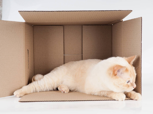 Zázvorová kočka ležící v papírové krabici, kartonové krabici s kočkou na bílém pozadí - Fotografie, Obrázek