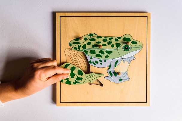 Child's hands learning to fit pieces in a animal 3d wooden puzzle. - Photo, Image