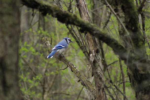 A Blue Jay perched on tree branch. - Φωτογραφία, εικόνα
