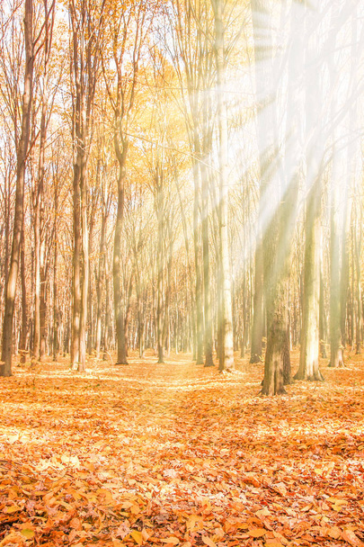 Słońce świeci przez drzewa na drodze w Złotym lesie  - Zdjęcie, obraz