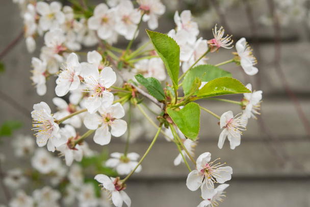 Весняні білі квіти на гілці дерева на стіні
 - Фото, зображення