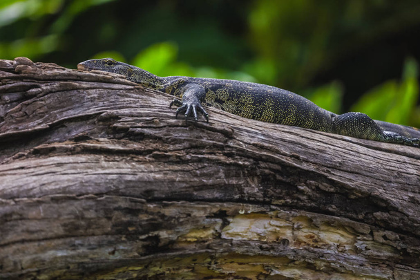 Calm reptile chilling out in cool place. Beautiful green and black pattern on skin. Long body, paws, tail. Lying on the tree branch in a forest. - Fotoğraf, Görsel