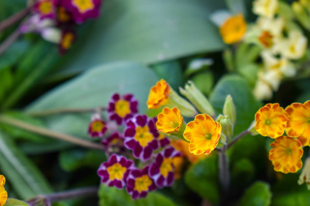 Primrose or primula vulgaris is the first flower blossoming. Primrose in spring garden. - Photo, Image