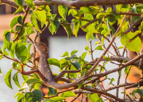 Residentes de camuflaje camaleón para sobrevivir en la naturaleza
 - Foto, imagen