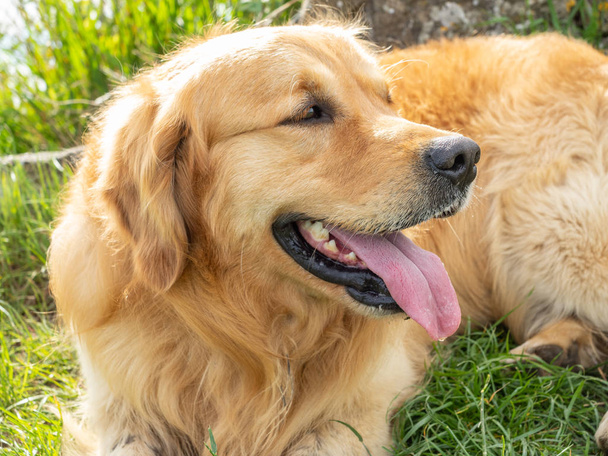 Retrato cão Golden Retriever
  - Foto, Imagem
