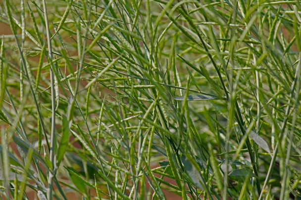 Lusky Brassica nigra, hořčice černá - Fotografie, Obrázek
