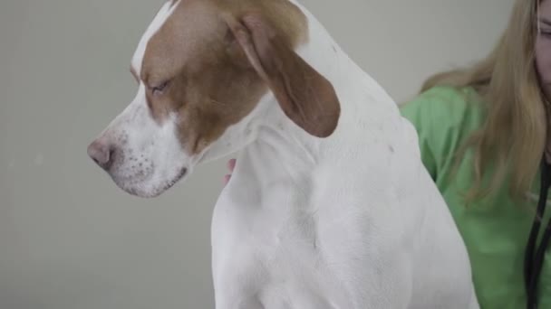 English Pointer dog in veterinary clinic. Veterinarian woman with strethoscope looking at the beautiful dog. Examining in veterinary clinic. Female vet checking cute dog. Pet concept. - Video