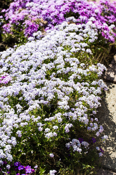 Blue lobelia in the flowerbed
 - Фото, изображение