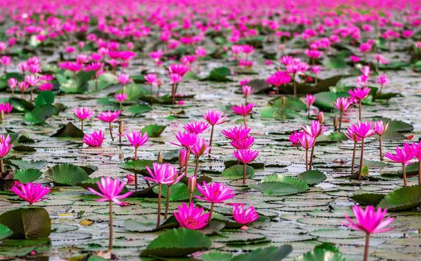 Rotes Lotusmeer bei udonthani thailand (ungesehen in thailand) - Foto, Bild