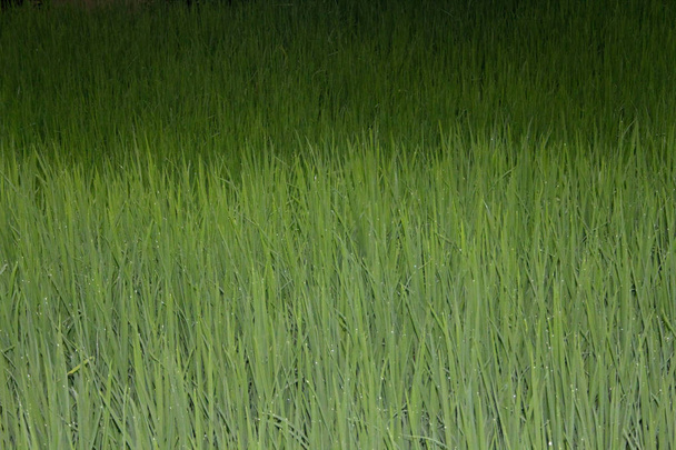 Oryza sativa, uprawy ryżu, Indie - Zdjęcie, obraz