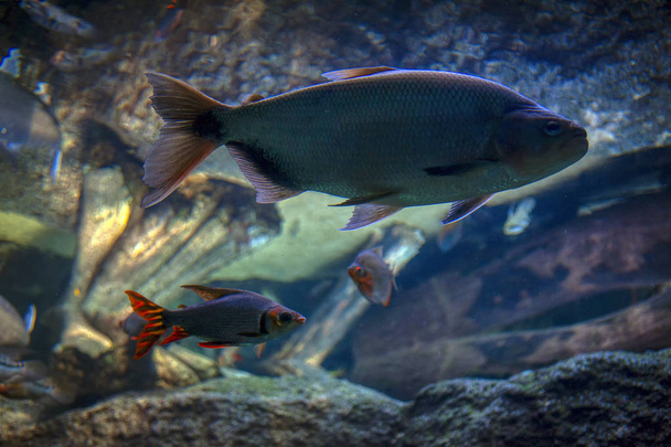 fish in deep transparent water - Photo, Image