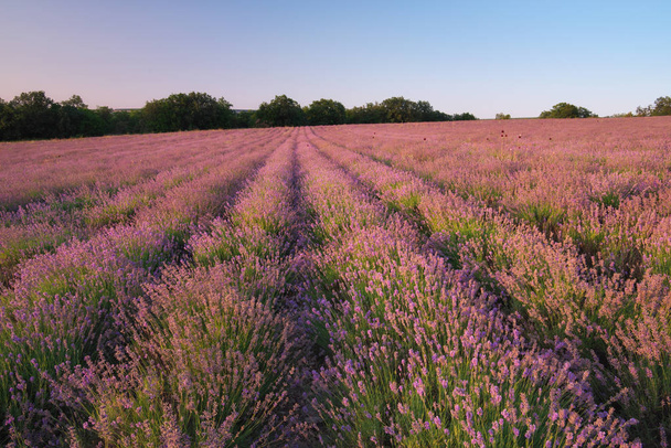 Meadow of lavender at sunset. - Фото, зображення