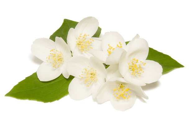 Fehér háttéren fehér jázmin virág - Fotó, kép