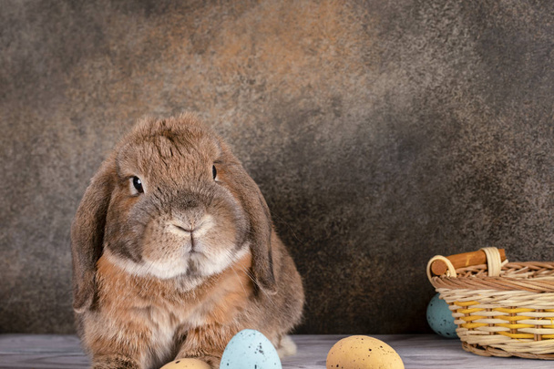 Easter chubby bunny. Wicker basket with festive Easter eggs. Spr - 写真・画像