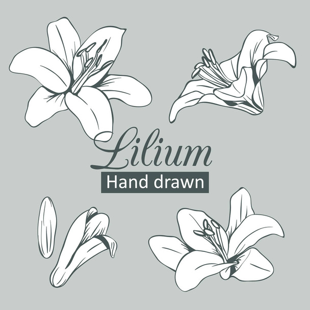 Állítsa be a gyűjtemény fehér Lilium izolált szürke háttér. Vektoros illusztráció - Vektor, kép