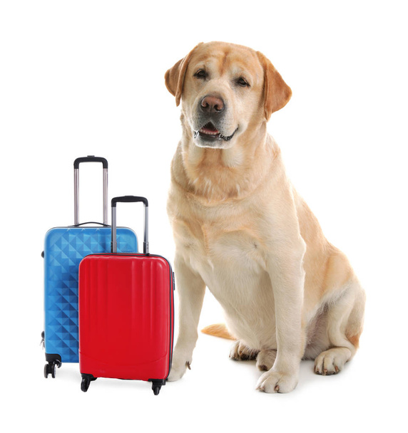 Adorable little dog tourist and suitcase on white background - Zdjęcie, obraz