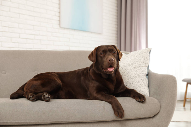 Chocolate labrador retriever on cozy sofa indoors - Foto, Imagem