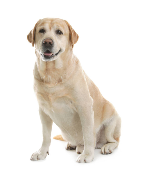 Gele labrador retriever zittend op witte achtergrond - Foto, afbeelding
