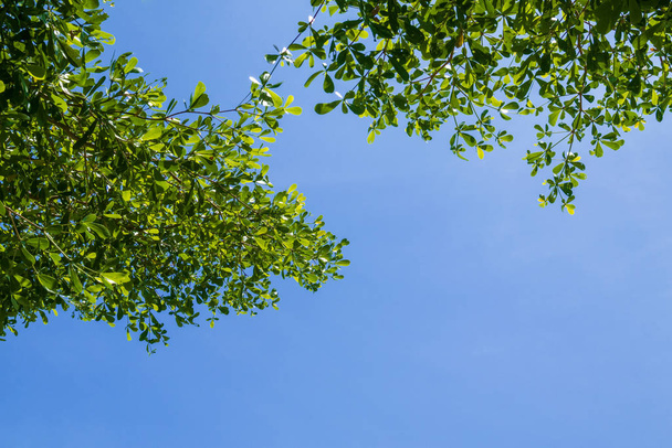 foglie verdi e rami con sfondo cielo blu per texture astratta ambiente natura amore terra concetto per il design
 - Foto, immagini