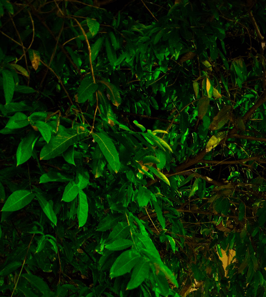 větve stromů s hustým listím, vegetativní pozadí - Fotografie, Obrázek