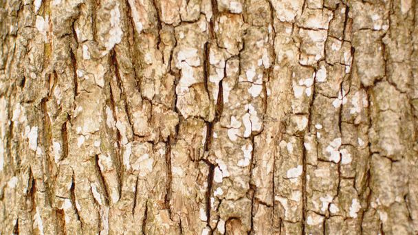 Closeup tree bark background - Foto, Imagem