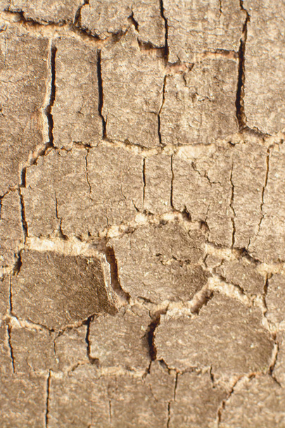 Closeup ağaç kabuğu arka plan - Fotoğraf, Görsel