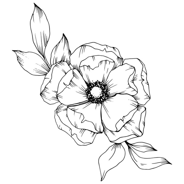 Vector Anemone floral botanical flowers. Black and white engraved ink art. Isolated anemone illustration element. - Вектор,изображение