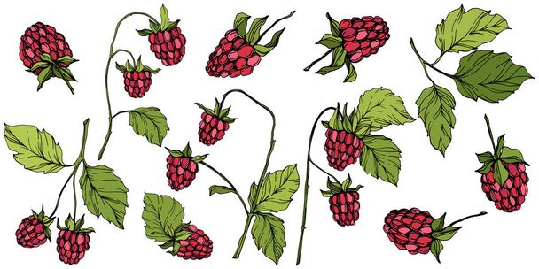 Vector Raspberry healthy food isolated. Red and green engraved ink art. Isolated berries illustration element. - Vector, Image