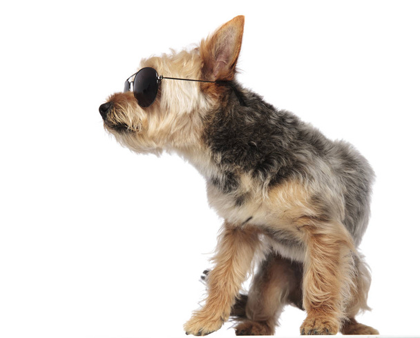 Yorkshire Terrier draagt een zonnebril. - Foto, afbeelding