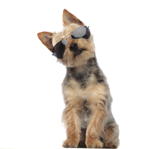 Yorkshire Terrier draagt een zonnebril en ziet er verward uit. - Foto, afbeelding