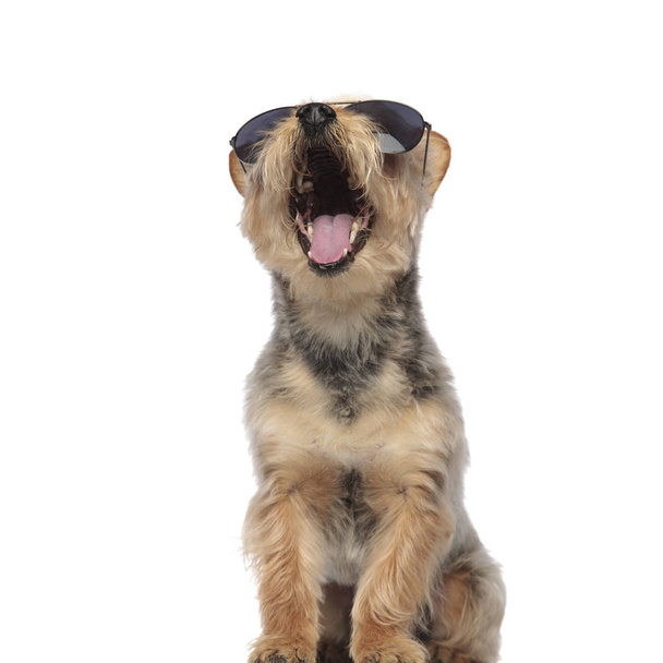 Yorkshire Terrier draagt een zonnebril en geeuwt - Foto, afbeelding