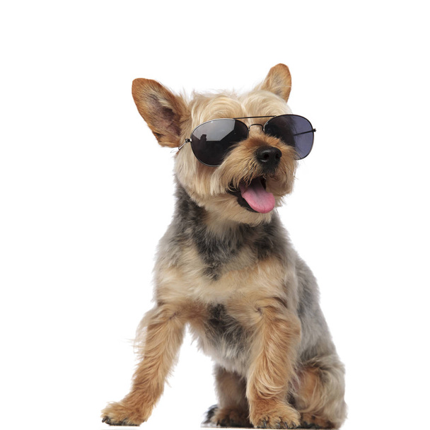 Yorkshire Terrier wearing sunglasses and panting - Zdjęcie, obraz