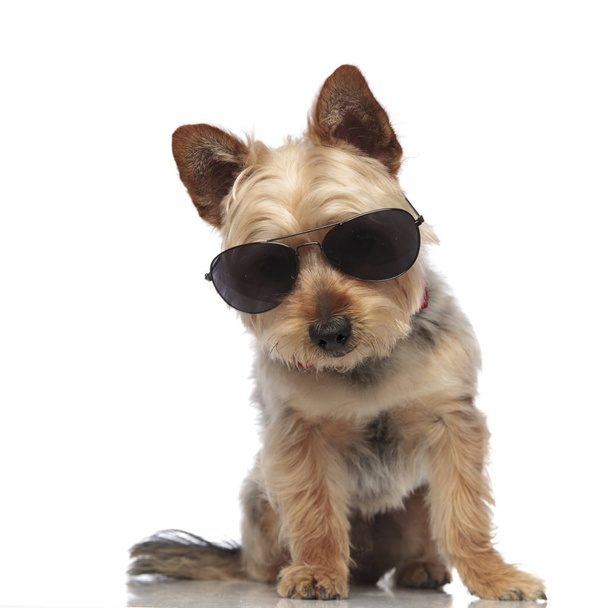 Yorkshire Terrier looking towards the camera while wearing sungl - Foto, Bild
