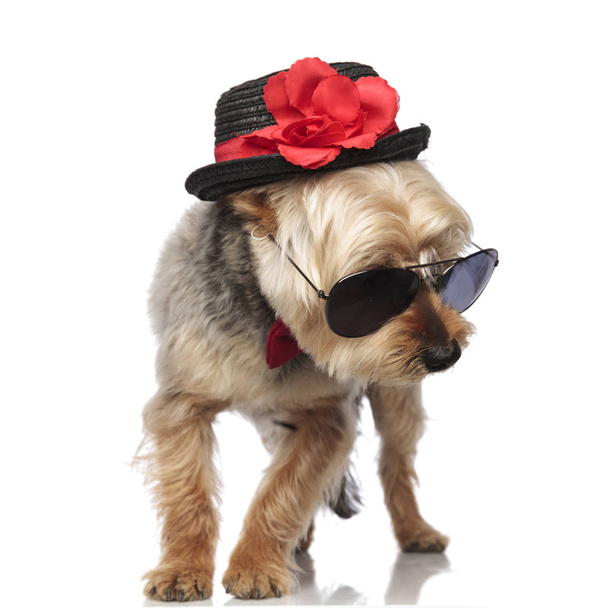 Yorkshire Terrier napszemüveget és díszített kalapot visel - Fotó, kép