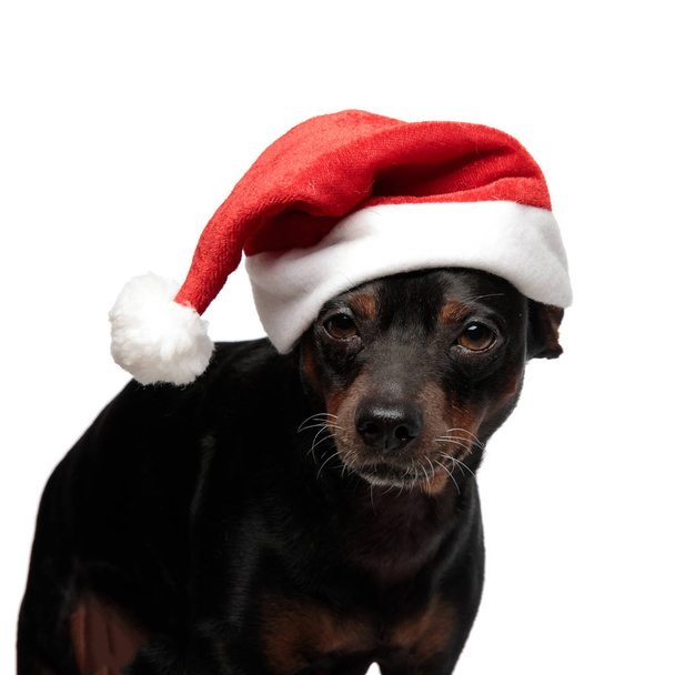 Close up portrait of a cute santa dog - Foto, afbeelding