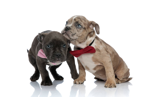 Amstaff puppies dressed up with bow ties being scared - Photo, Image