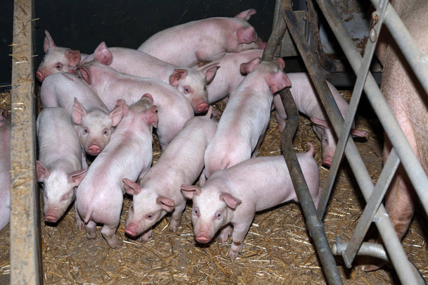 Домашние свиньи растут на сельской промышленной животноводческой ферме
 - Фото, изображение