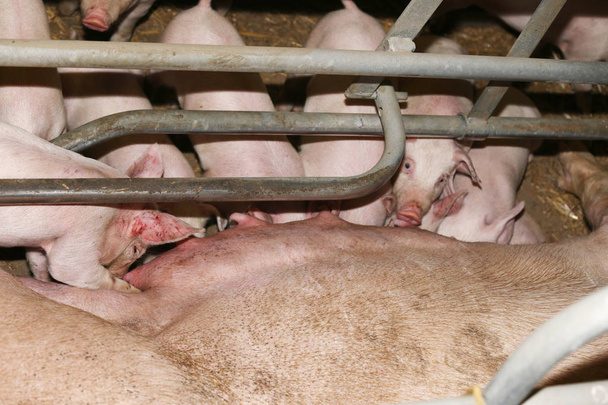  Newborn pigs enjoying suckling milk from their mother  - Foto, afbeelding