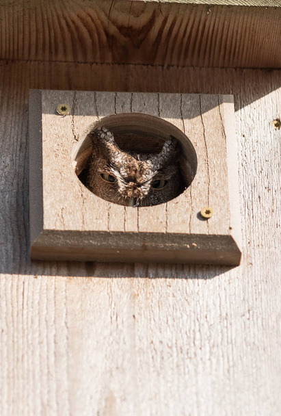 Orientale stridio gufo Megascops asio in un birdhouse
 - Foto, immagini
