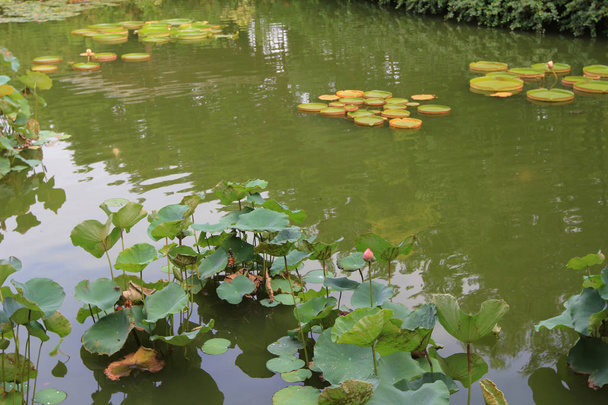 Ярко-зеленая лилия покрывает поверхность пруда
 - Фото, изображение