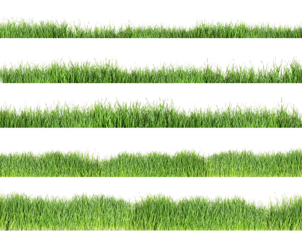 Ensemble d'herbe verte fraîche sur fond blanc
 - Photo, image