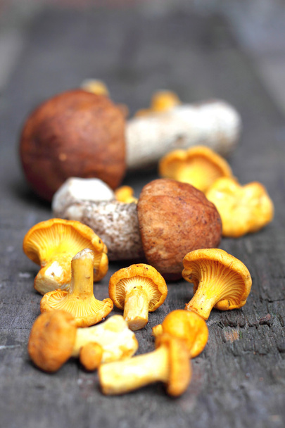 Wild mushrooms - Photo, Image