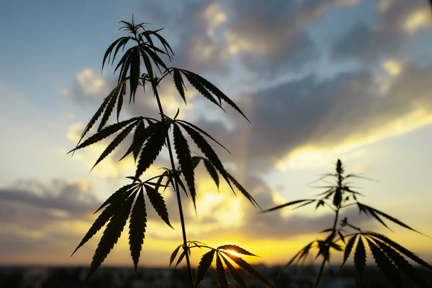 Марихуана, конопля коммерческого роста, цветущее растение в качестве лекарства
 - Фото, изображение
