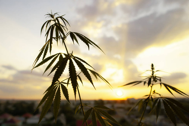 Marihuana, cultivo comercial de cannabis, planta con flores como medicina
 - Foto, Imagen