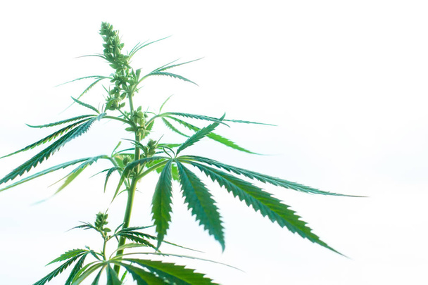 Zonsondergang cannabis veld. Marihuana planten, commerciële groeien. Hennep i - Foto, afbeelding