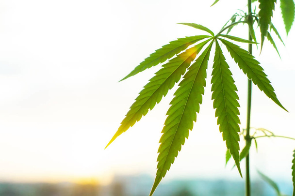 Marihuana, kommerzieller Cannabisanbau, blühende Pflanze als Medizin - Foto, Bild
